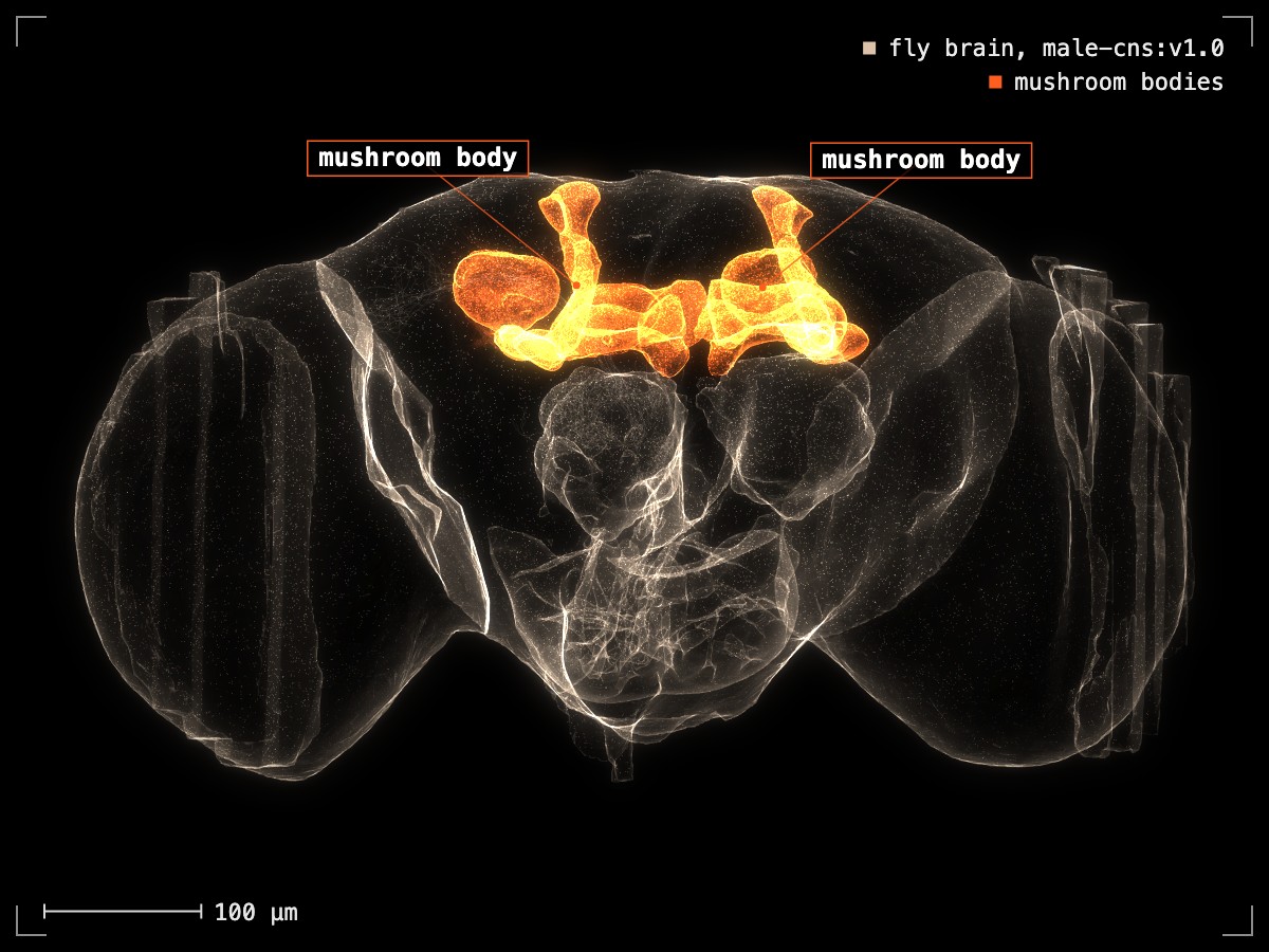 A render of the real fly brain from the connectome, with its two mushroom bodies glowing orange